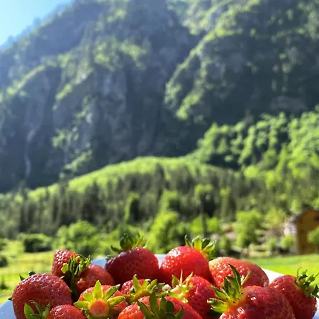 Rexhepi, Valbone *